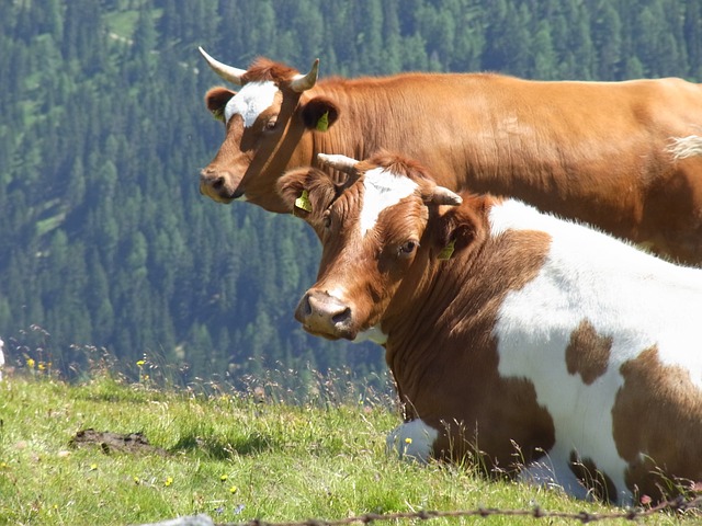 Dve kravy, ktoré opisujú náboženstvá a politiku v krajinách