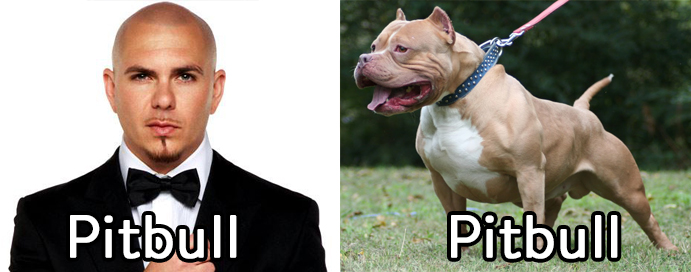 Pitbull vs. pitbull