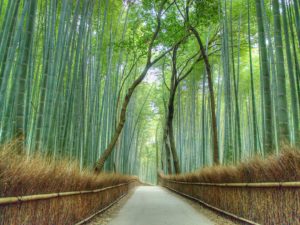 arashiyama-bamboo-forest-kyoto-cr-getty