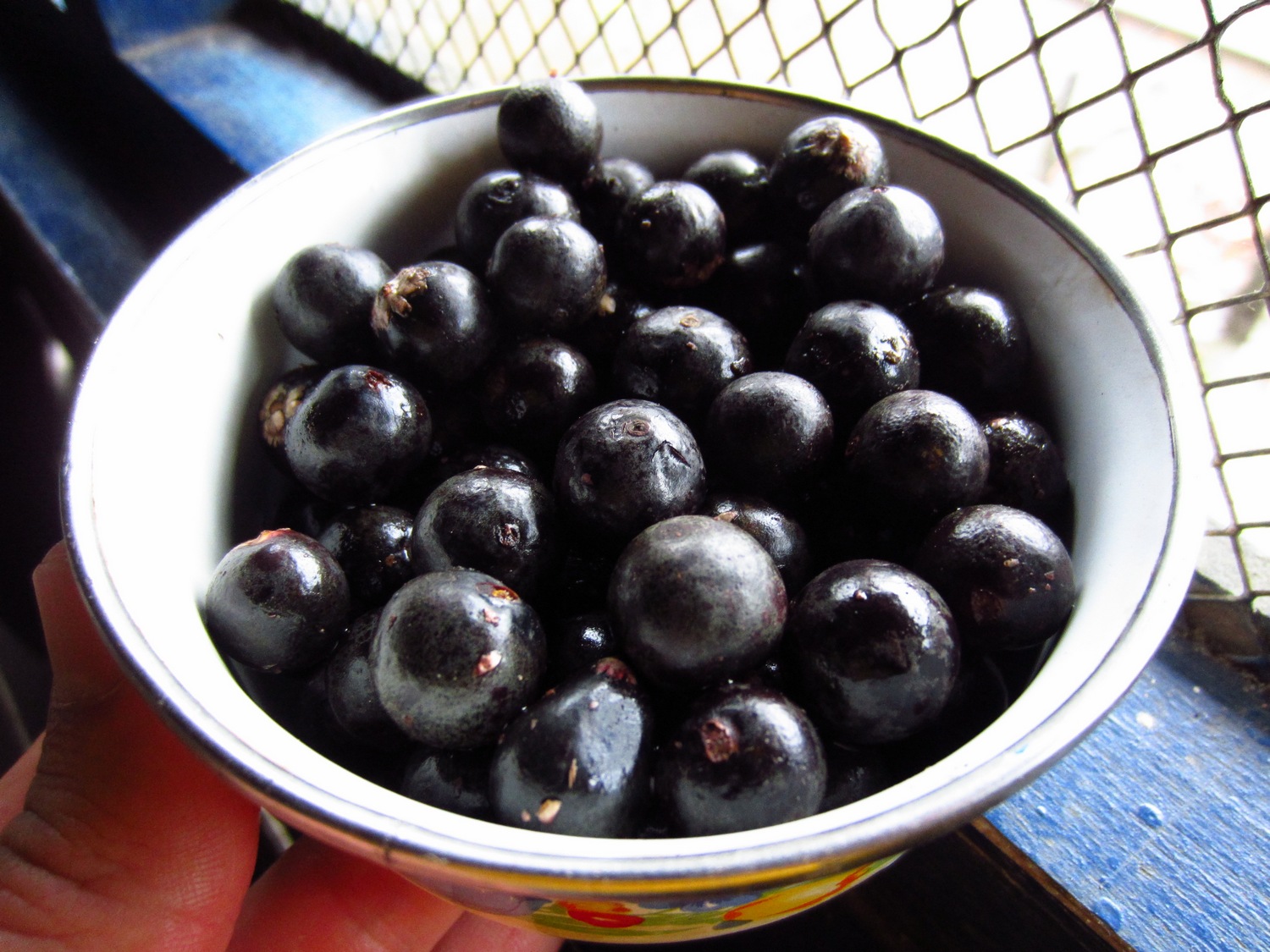 Got back on the boat and cruised over to Peru on the other side of the river. We stopped for lunch in Bista Alegre. Got back on the boat and cruised over to Peru on the other side of the river. We stopped for lunch in Bista Alegre. These are Acai Berries.
