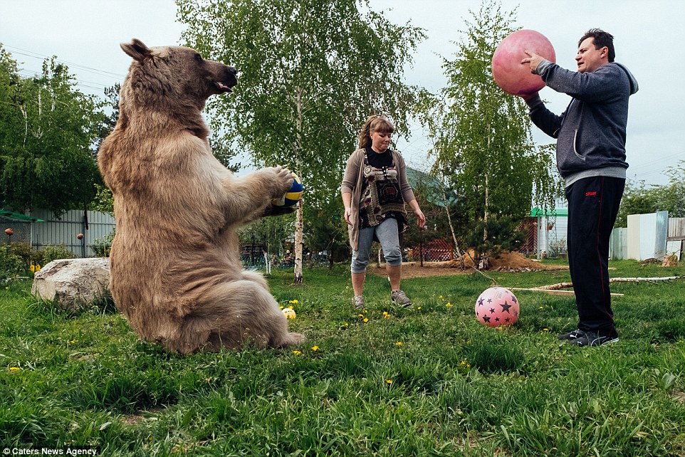 34BD939E00000578-3614880-On_your_head_The_couple_said_the_bear_pictured_playing_football_-a-58_1464513299931