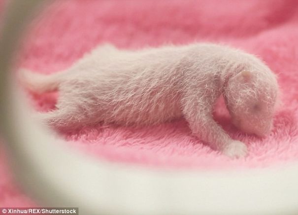 A-panda-is-good-two-is-better-first-look-at-the-newborn-twins-cubs-China-576b488a2be2c__605