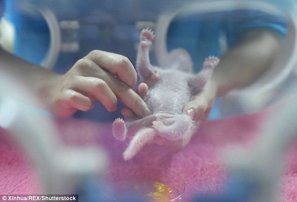 A-panda-is-good-two-is-better-first-look-at-the-newborn-twins-cubs-China-576b48af5cecf__605