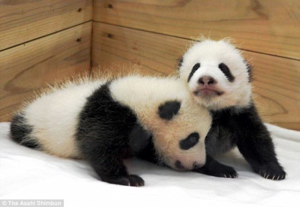 A-panda-is-good-two-is-better-first-look-at-the-newborn-twins-cubs-China-576b49ed2b134__605