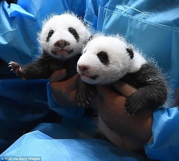 A-panda-is-good-two-is-better-first-look-at-the-newborn-twins-cubs-China-576b4a8569eed__605