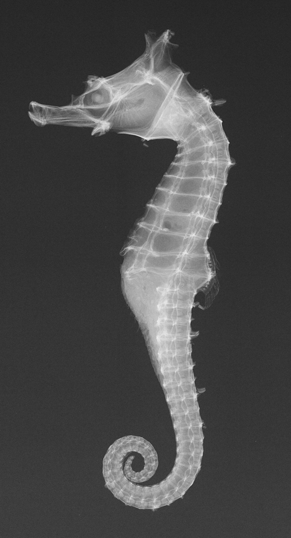animal-x-rays13