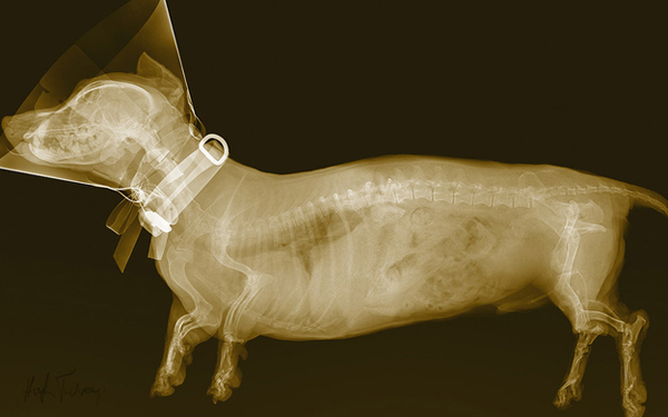 animal-x-rays15