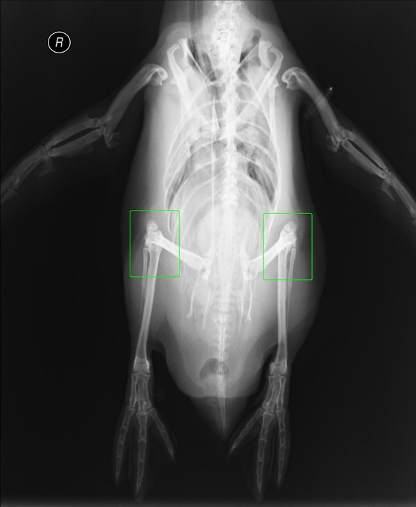 animal-x-rays17
