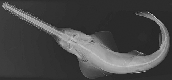 animal-x-rays8