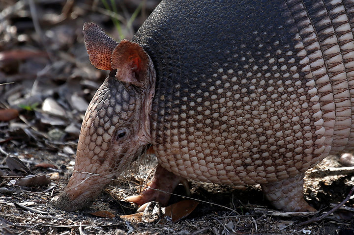 An armadillo forages for food on the ground in St Augustine