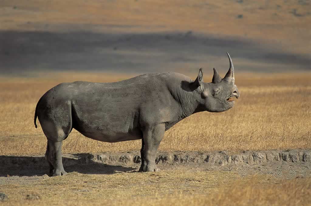 nosorožec ostronosý