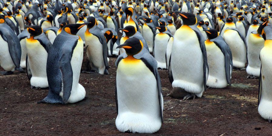 tučniaky kráľovské