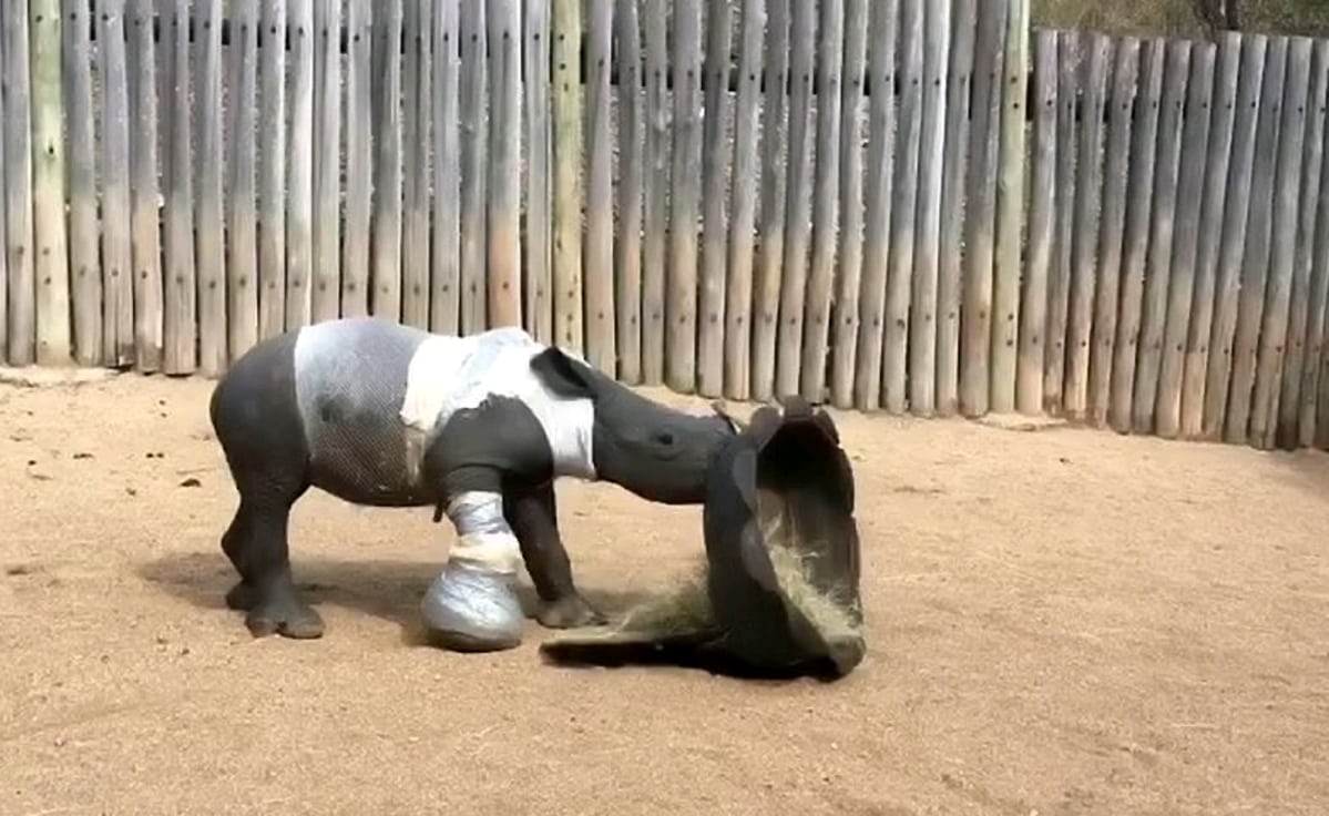 Nosorožec Arthur 