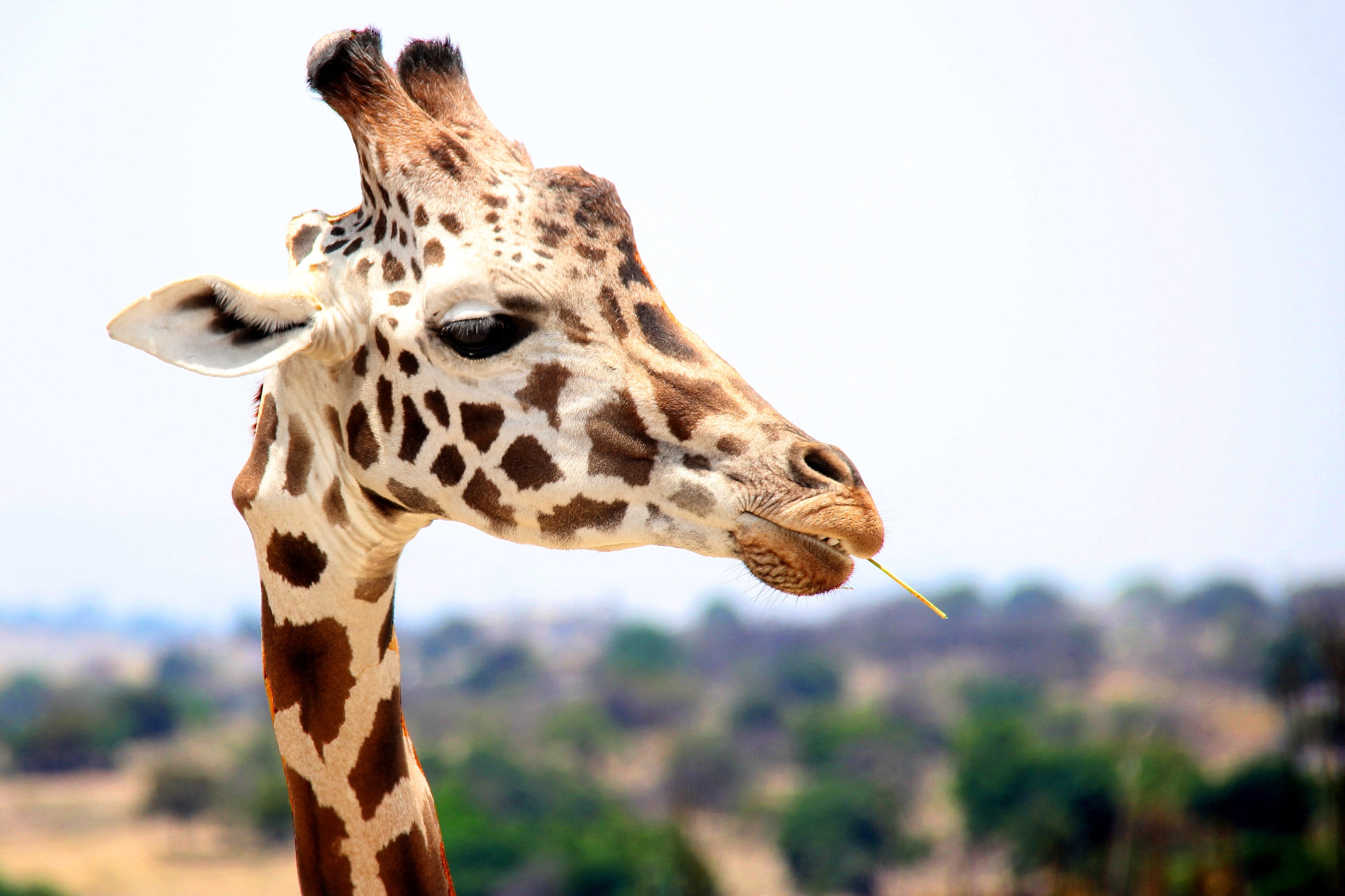 Odkiaľ majú žirafy svoje fľaky?