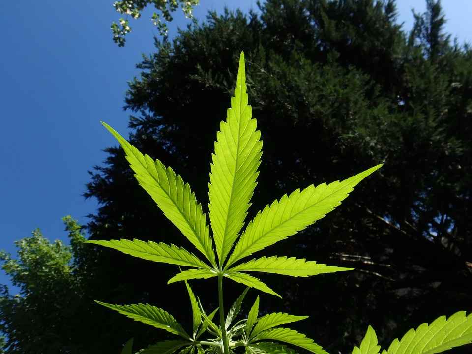 Aký máte názor na medicínsku marihuanu? Zdroj: pixabay.com