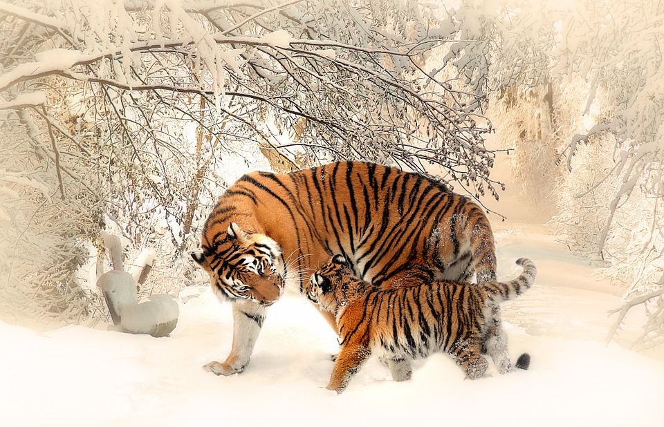 Ohrozeným druhom zvierat sú tigre. Zdroj: pixabay.com