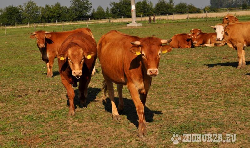 Medzi najdrahšie zvieratá patrí Limousinský dobytok