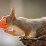 fotky veveričiek