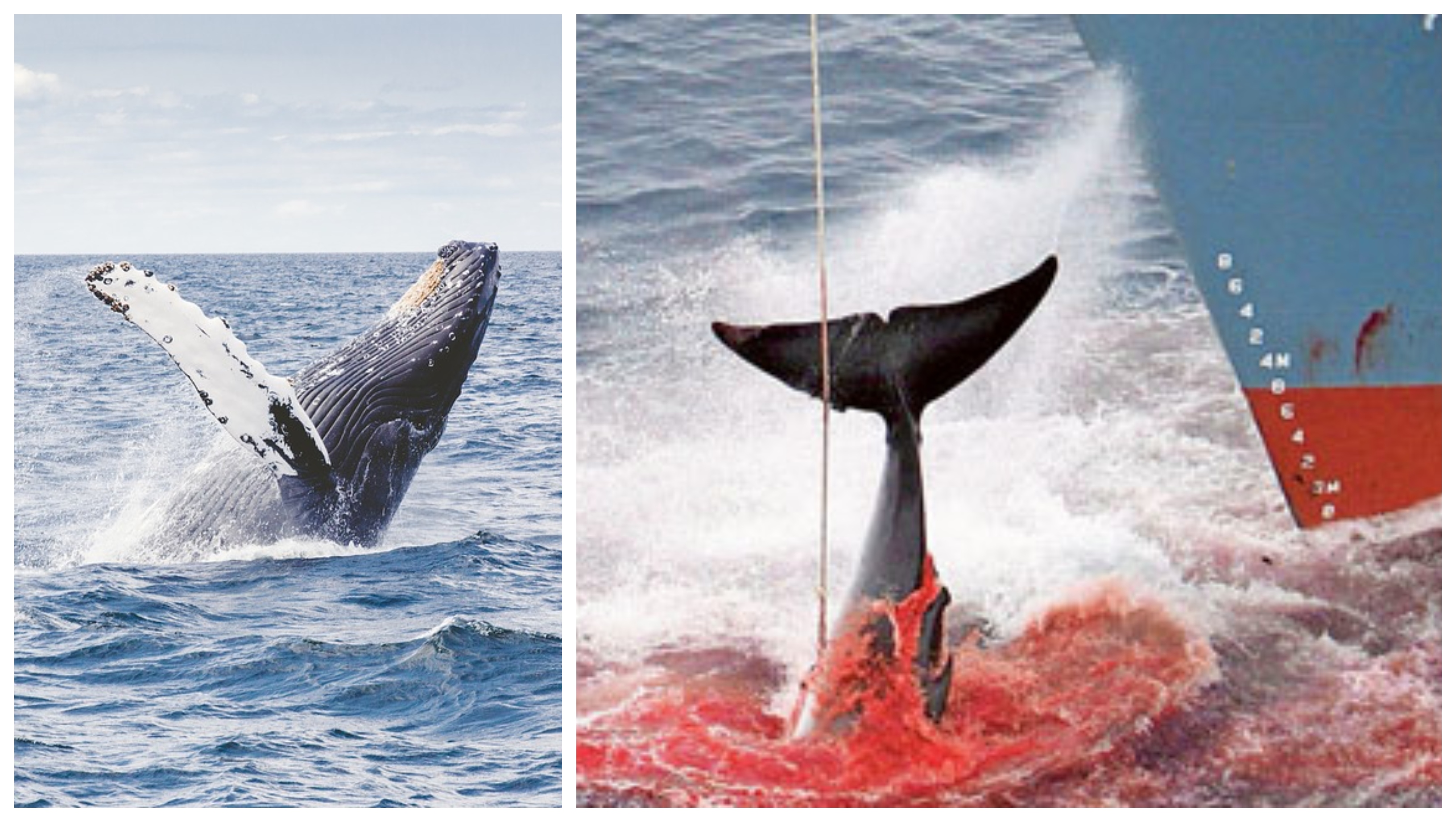 lov veľrýb