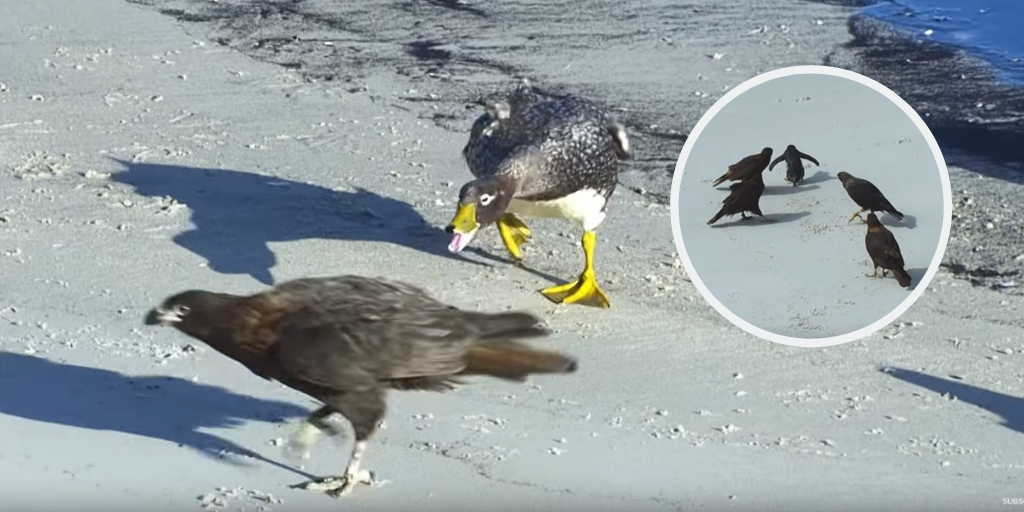 tučniaka zachraňujú kačky