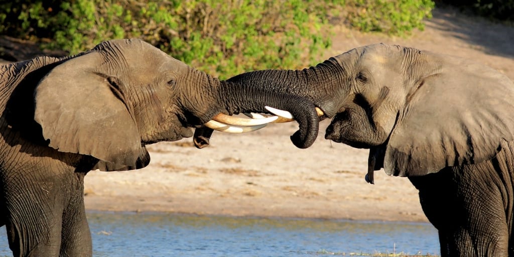 lov slonov