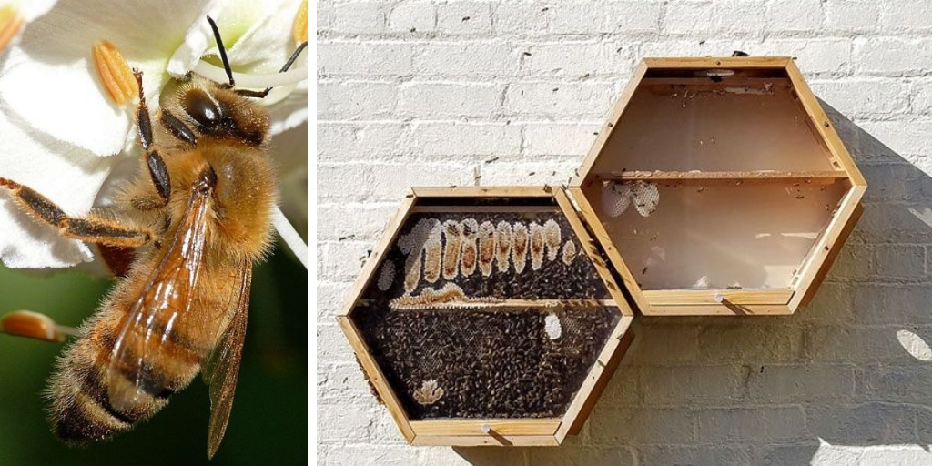 zachrániť včely