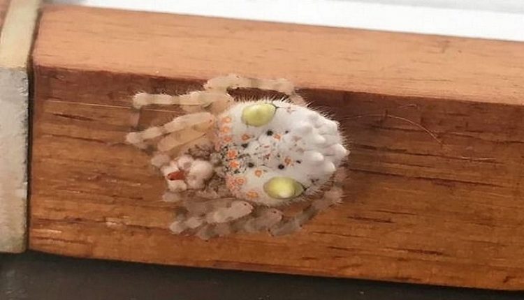 pavúk sushi