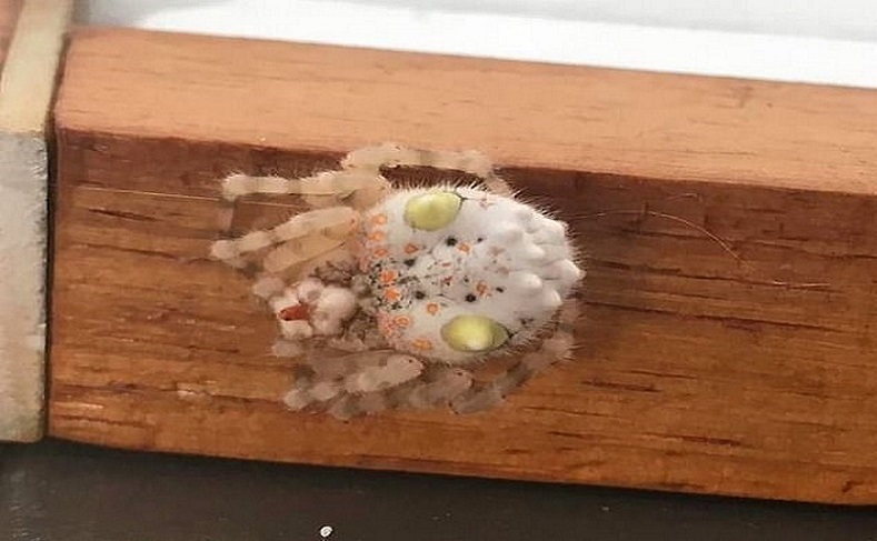 pavúk sushi