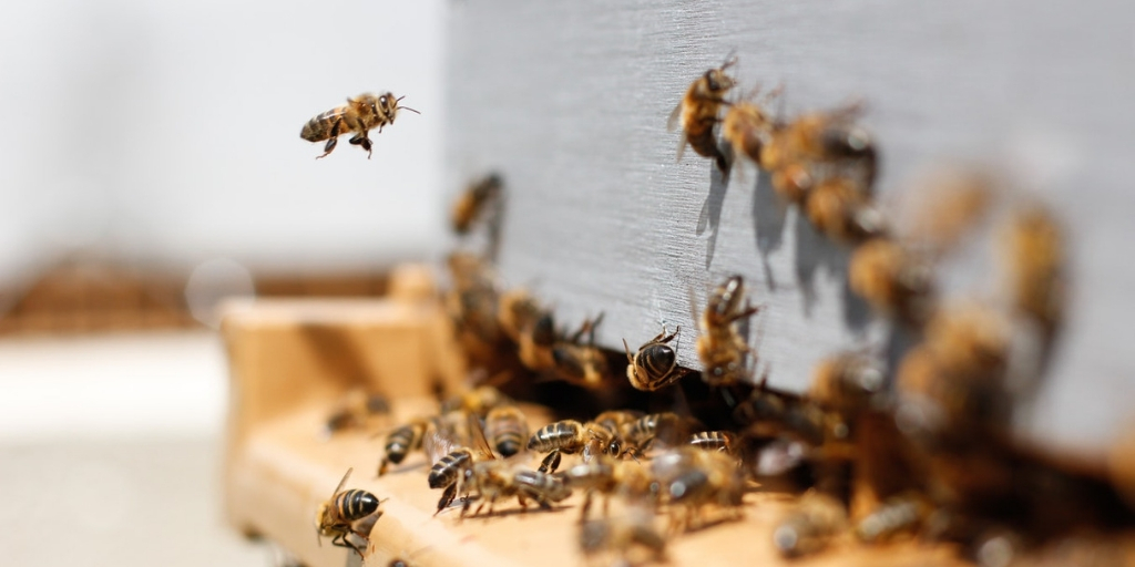 bude včela chránená?
