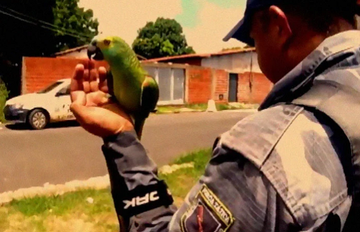 zatkli papagája
