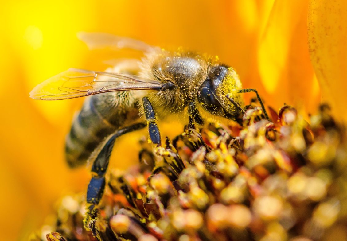 zaujímavosti o včelách