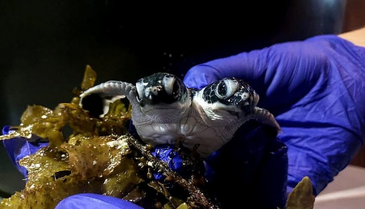 Unikátny objav: Vedci objavili dvojhlavú korytnačku - klocher.sk