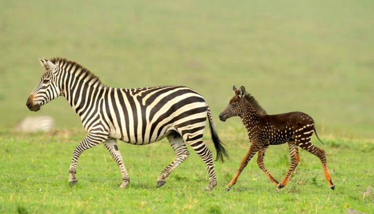 Nezvyčajný úkaz! V kenskej rezervácii sa narodila bodkovaná zebra . klocher.sk