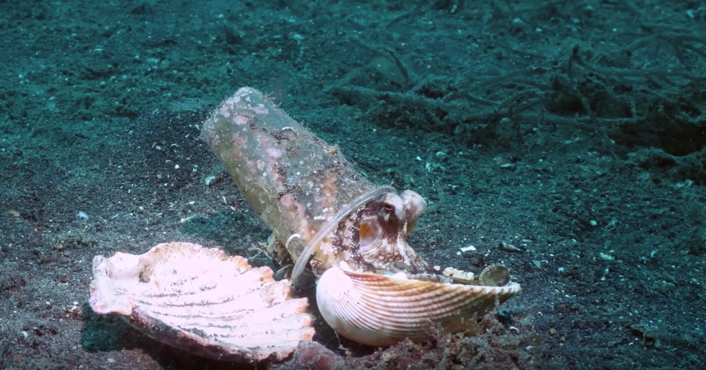 potápač pomáha chobotnici 