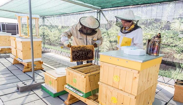 Prvý včelí hotel v Bratislave – prečo by sme mali včely chrániť?