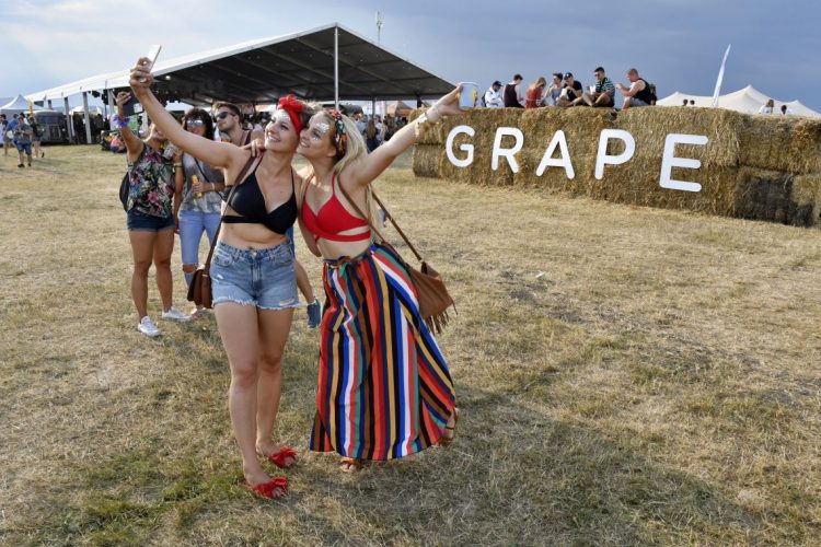 Festival Grape