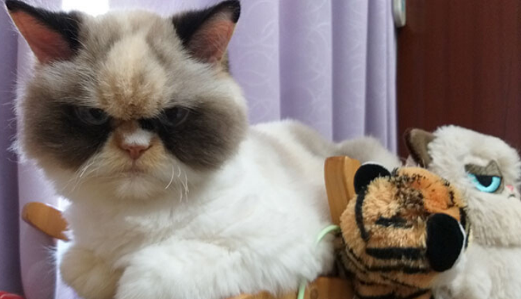 Nová Grumpy Cat: Vyzerá ešte nas*atejšie, ako jej predchodca