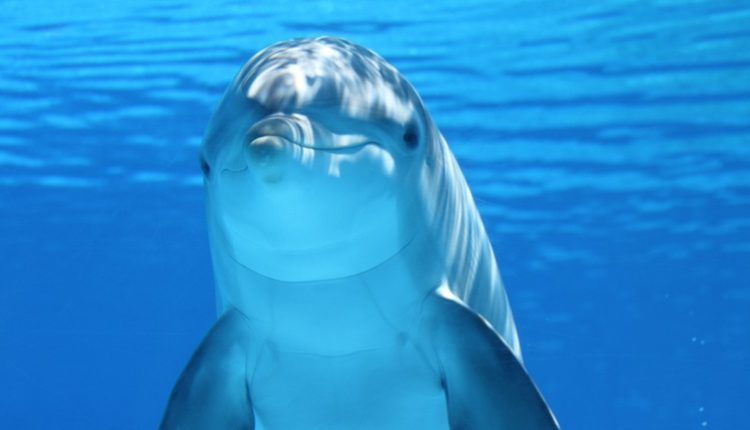 Delfíny sú ohrozené chemikáliami, ktoré sú 45 rokov zakázané