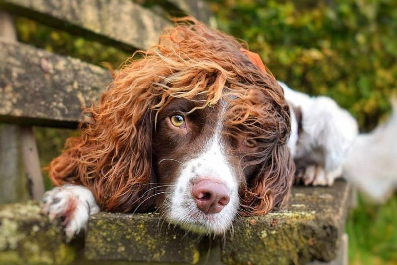 Pes s najkrajšími vlasmi na svete ovládol Instagram: Má 14-tisíc fanúšikov