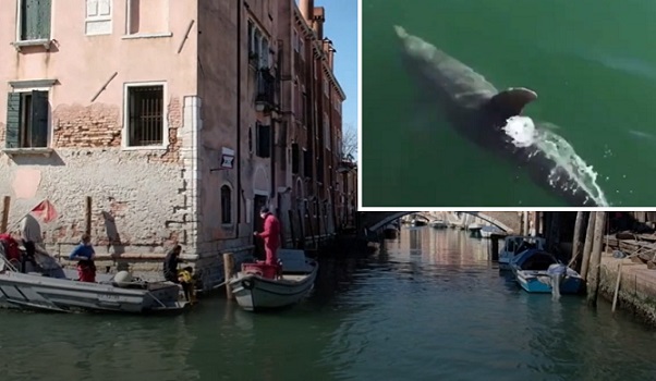 Do Benátskych vôd sa vrátil život! V kanáloch sa objavili ryby či delfíny