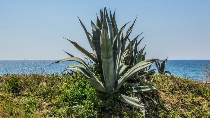 Aloe Vera rastie v suchých podmienkach Jej mohutné listy sú toho dôkazom