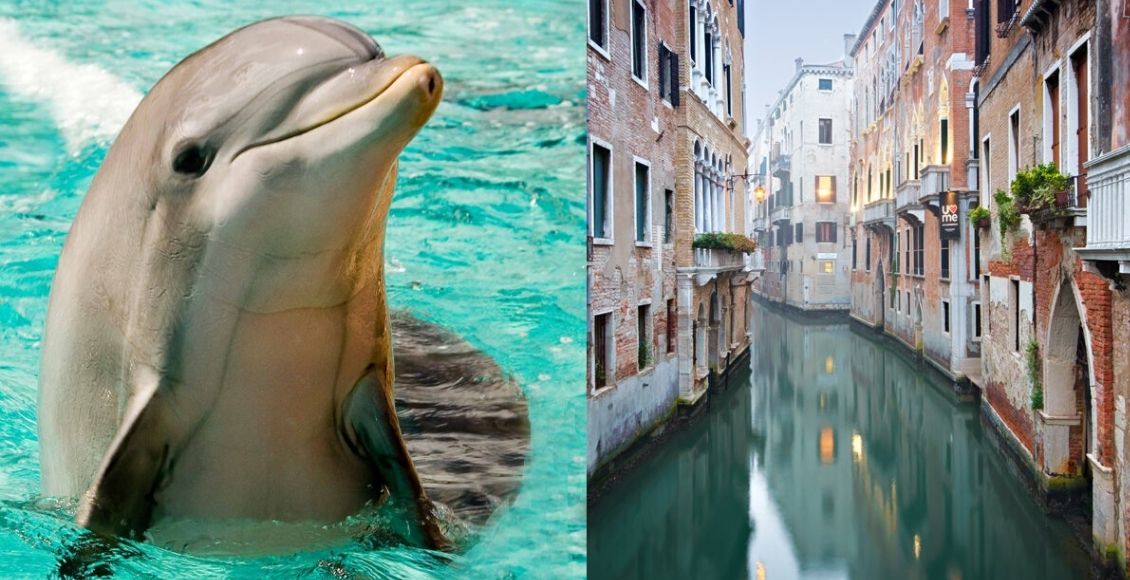 Príroda si berie to, čo sme jej vzali: Do Benátok sa vrátili ryby, delfíny aj labute