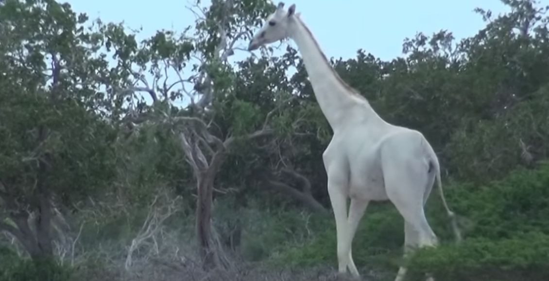 Pytliaci zabili samicu bielej žirafy: Zrejme bola posledná na Zemi