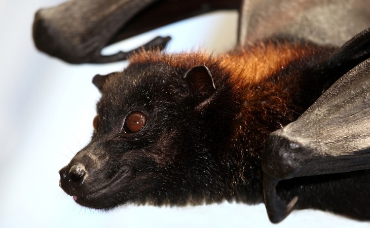 Z obavy pred koronavírusom chceli v Peru upáliť netopiere