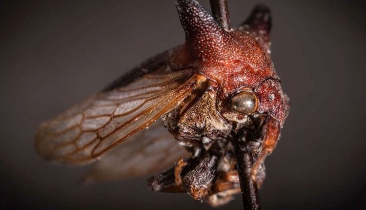 Nový druh hmyzu je pomenovaný po Lady Gage: Spája ich táto bizarnosť