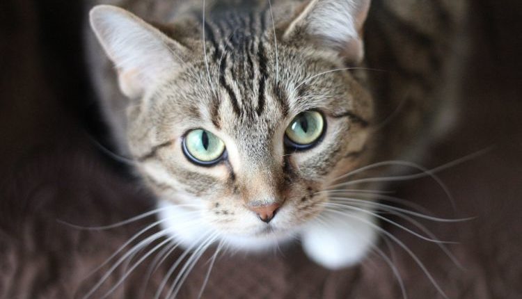 AKTUÁLNE: Belgická mačka sa nakazila koronavírusom od majiteľa