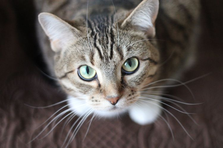 AKTUÁLNE: Belgická mačka sa nakazila koronavírusom od majiteľa