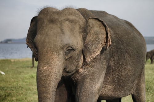 Slony v Thajsku hladujú. Nedostatok turistov si vyberá svoju daň