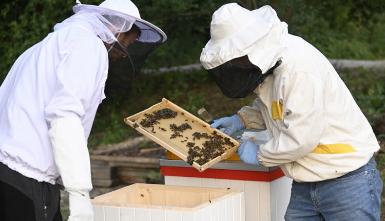 Včelári majú najviac práce na jar postreky berú ako hrozbu pre ich včelstvo