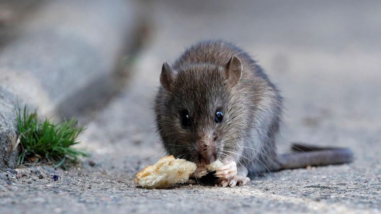 Japonské mestá sužujú potkany: Počas karantény sú odvážnejšie